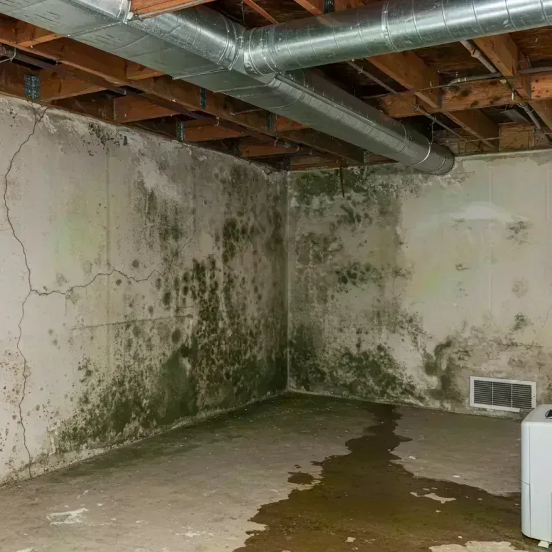 Professional Mold Removal in Bedford, NH